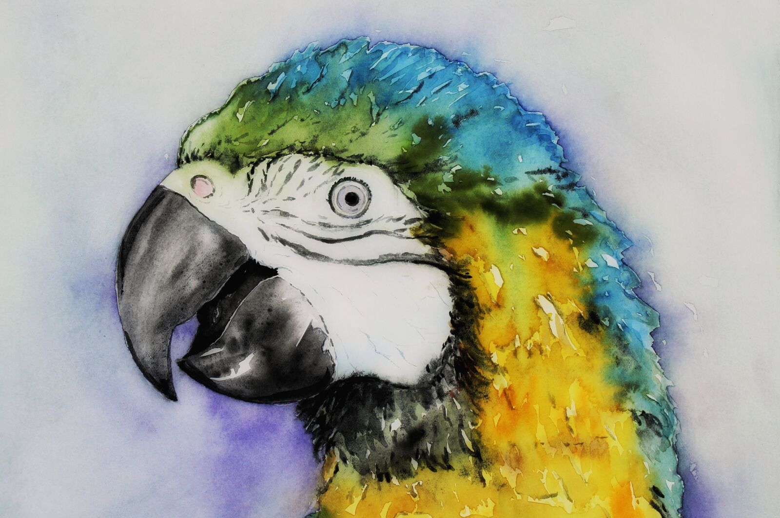 Canon EOS 1300D (EOS Rebel T6 / EOS Kiss X80) sample photo. Ara, parrot, watercolour photography