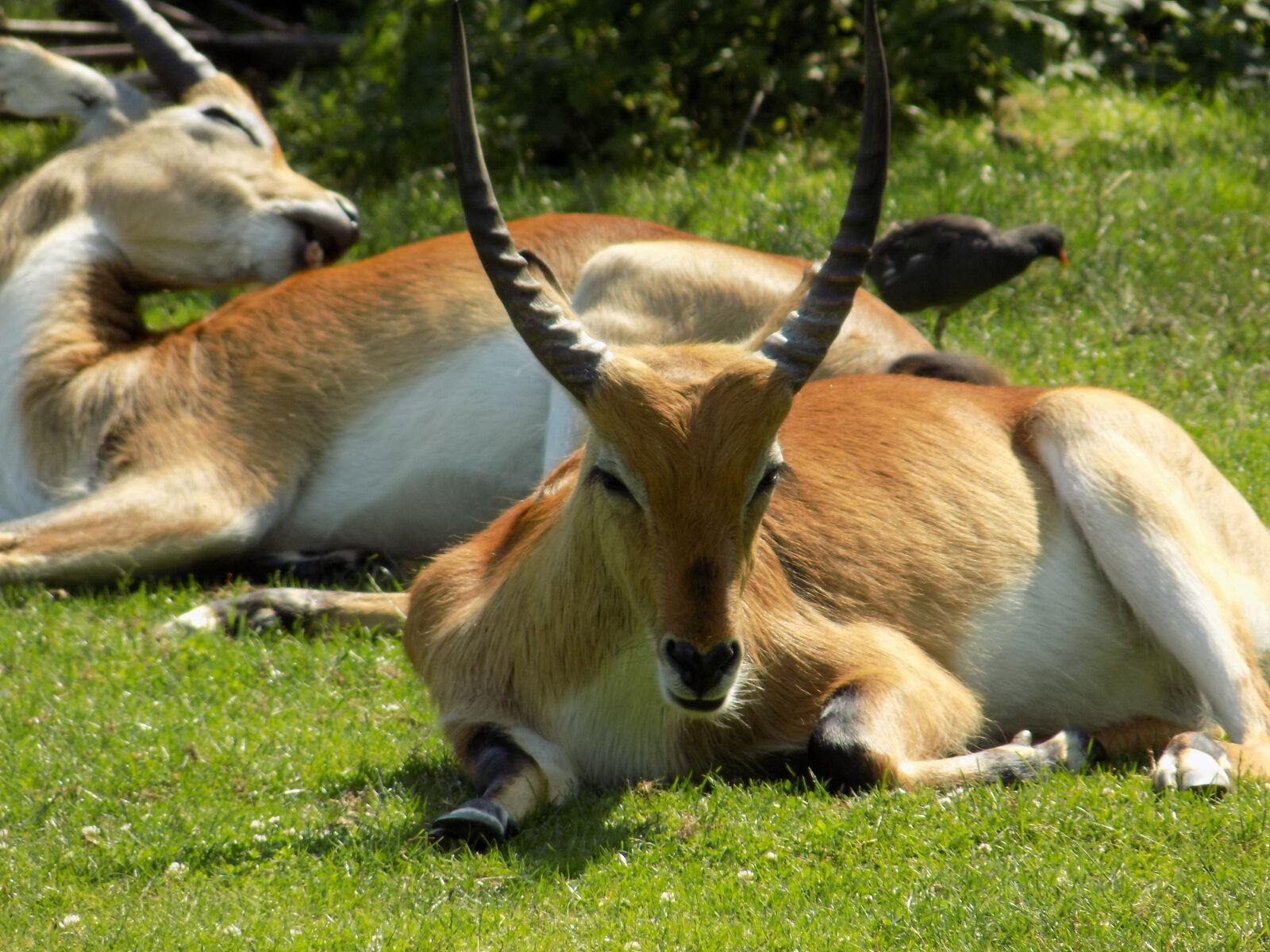 Nikon COOLPIX L340 sample photo. Antelope, kudu, horn photography
