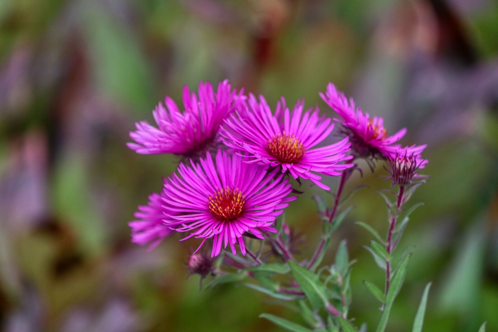 Canon EOS 80D sample photo. Blossom, bloom, purple photography