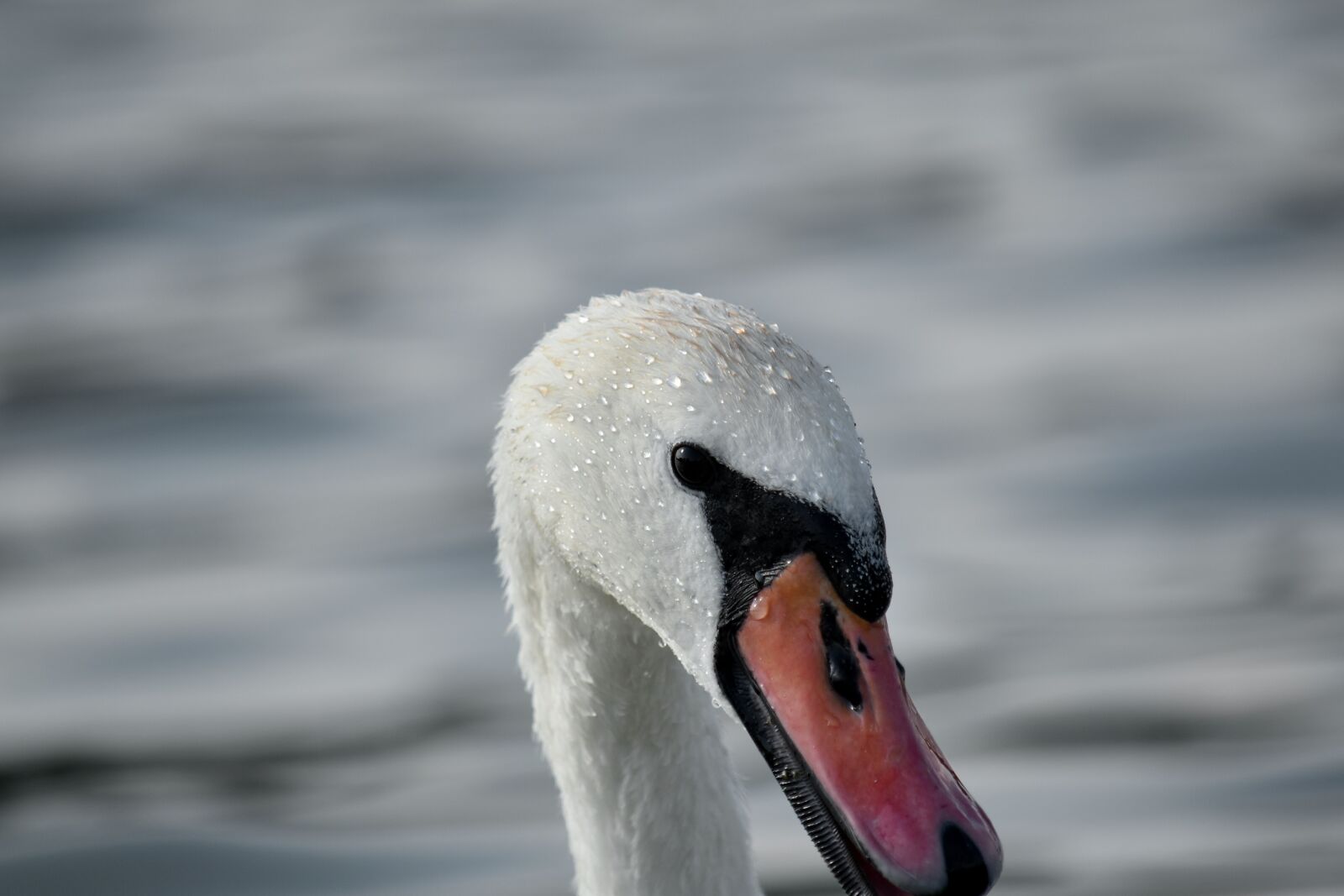 Nikon D5500 sample photo. Head, side view, swan photography