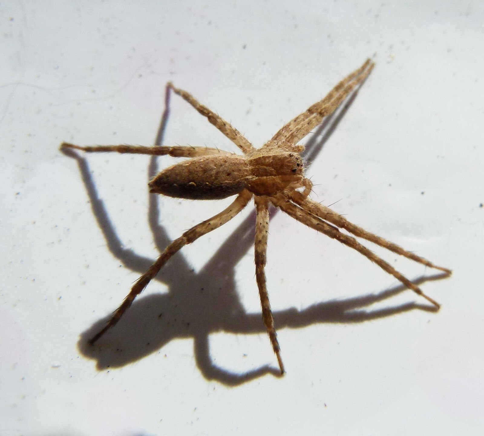 Panasonic Lumix DMC-FZ100 sample photo. Spider, jumping spider, barn photography
