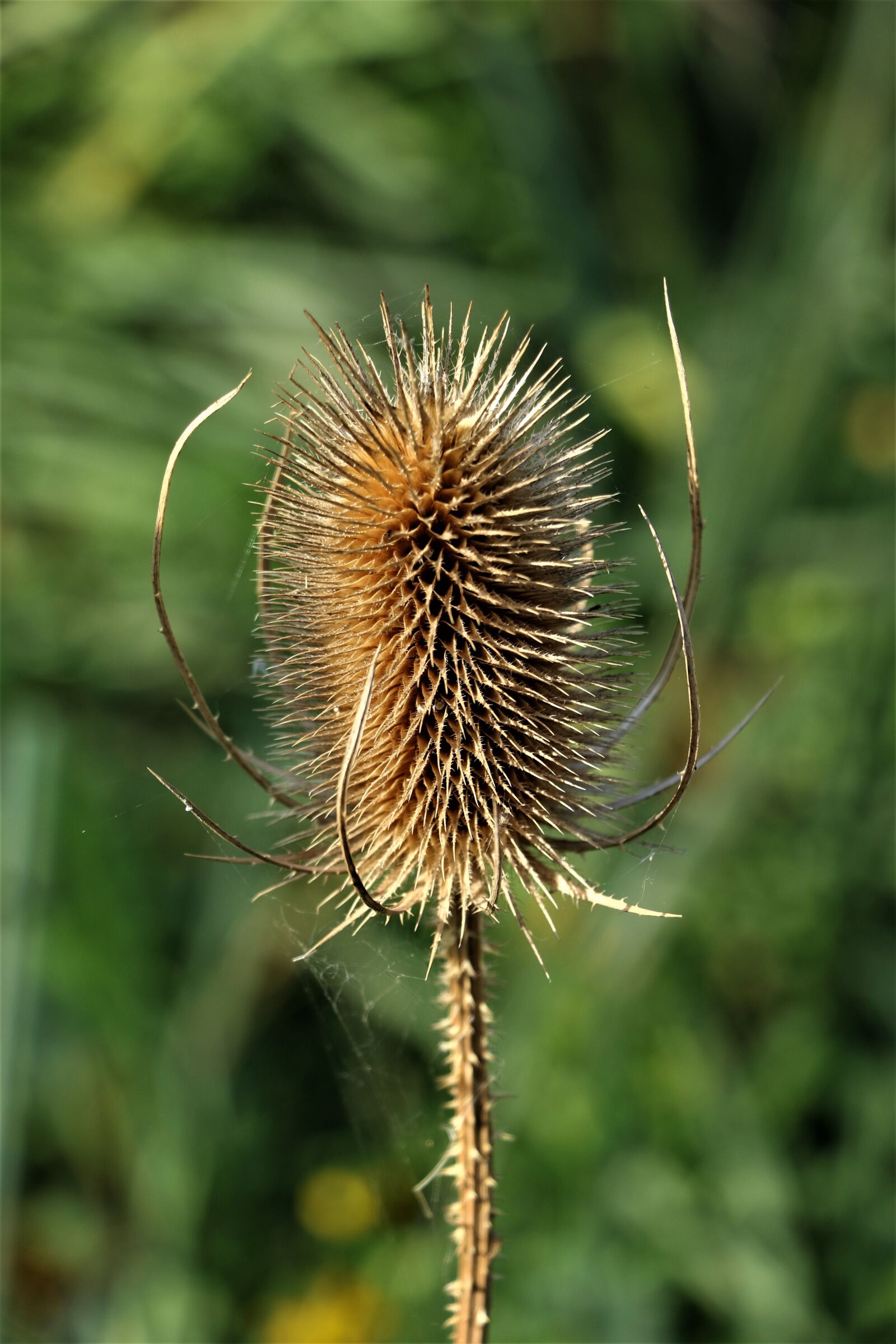 Canon EOS 7D Mark II sample photo. Nature, landscape, faded photography