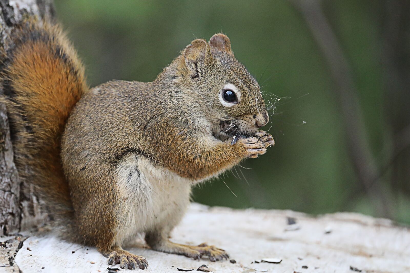 Canon EOS 5D Mark IV sample photo. Squirrel, cute, nature photography
