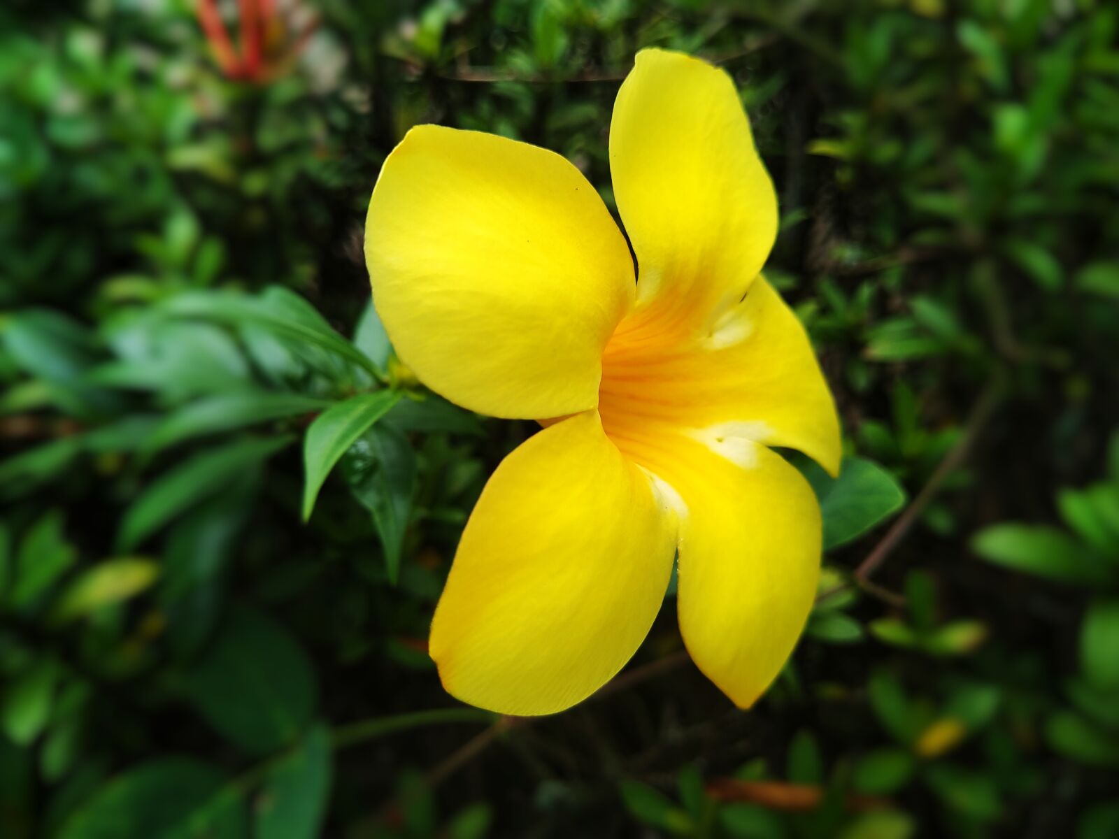 ASUS X01BDA sample photo. Flower, yellow flower, garden photography