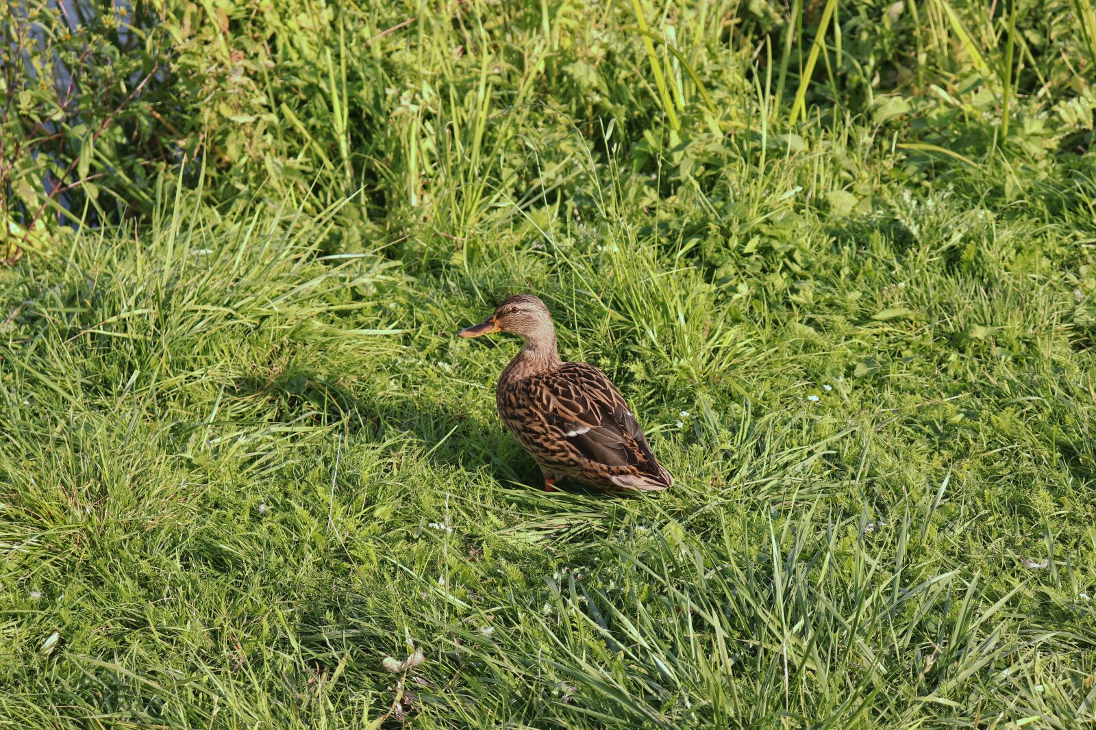Canon EOS 77D (EOS 9000D / EOS 770D) sample photo. Duck, bird, waterfowl photography