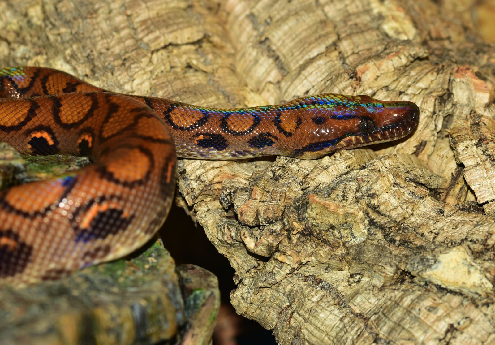 Nikon D750 sample photo. Snake, red rainbow boa photography