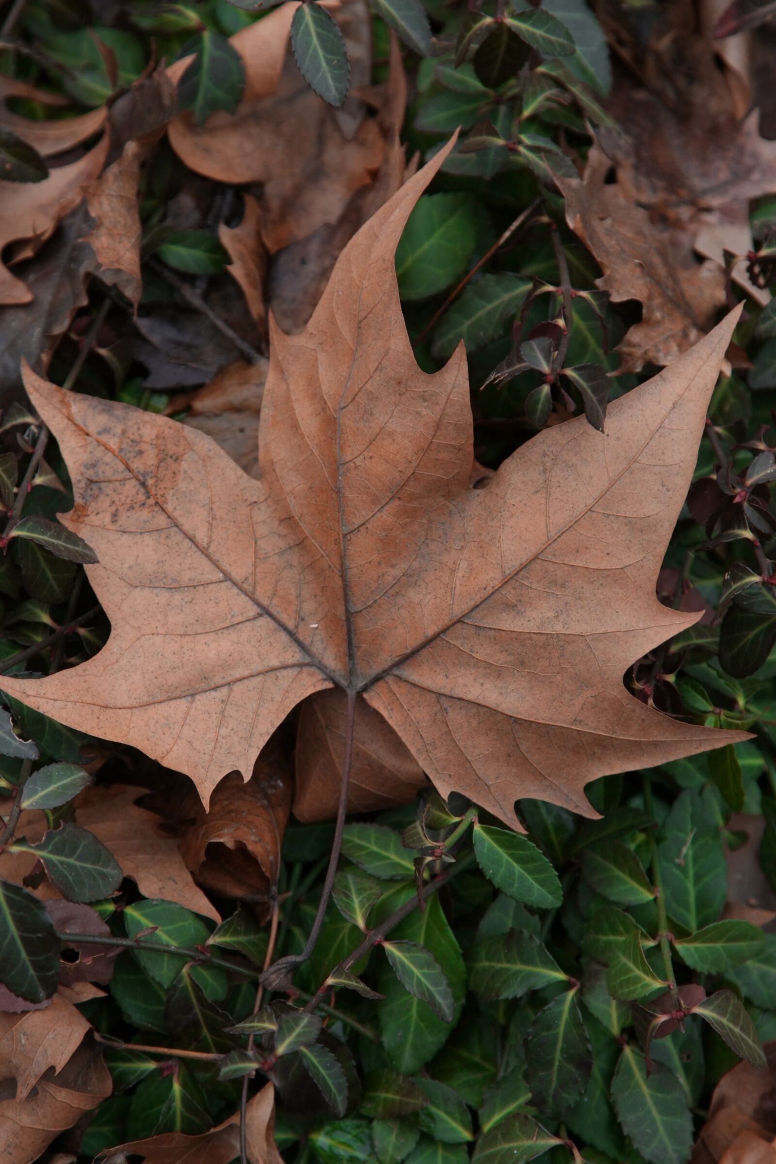 Canon EOS 450D (EOS Rebel XSi / EOS Kiss X2) sample photo. Leaf, tree, autumn photography