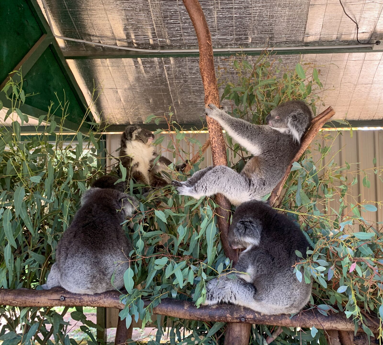 iPhone XR back camera 4.25mm f/1.8 sample photo. Koala, western australia, australia photography