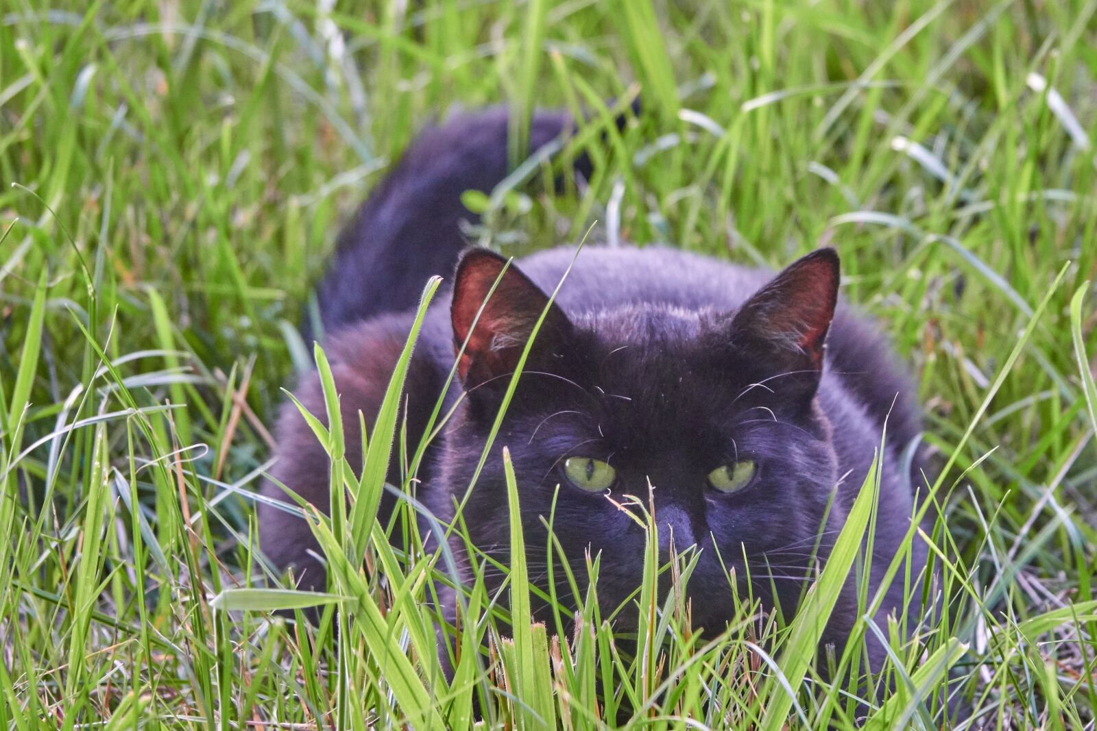 Sony Cyber-shot DSC-RX10 IV sample photo. Cat, field, lauer photography