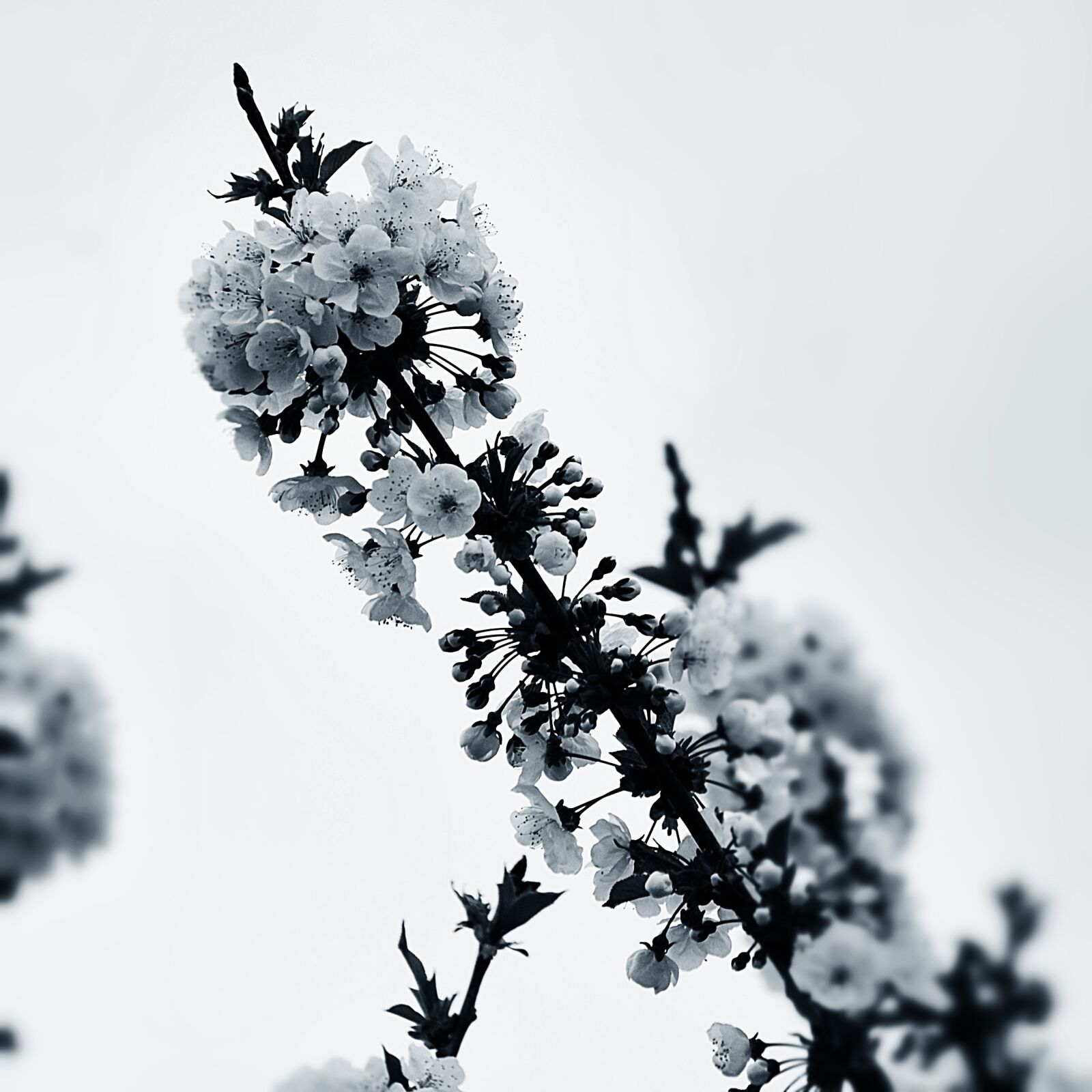 Nikon D40X sample photo. Cherry, flowers, spring photography