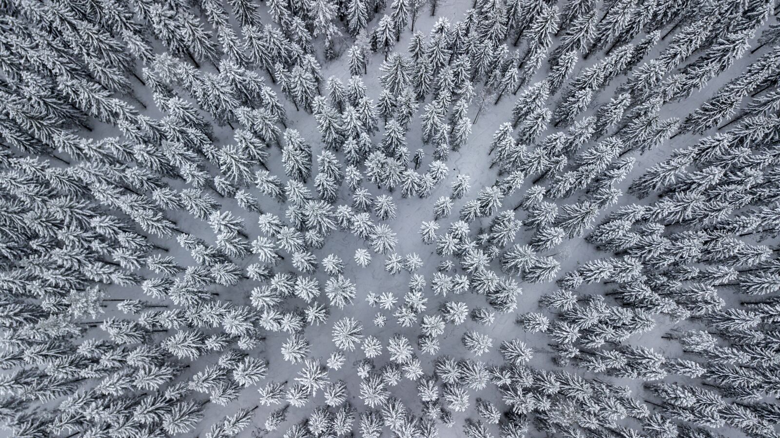 DJI FC220 sample photo. Forrest, snow, winter photography