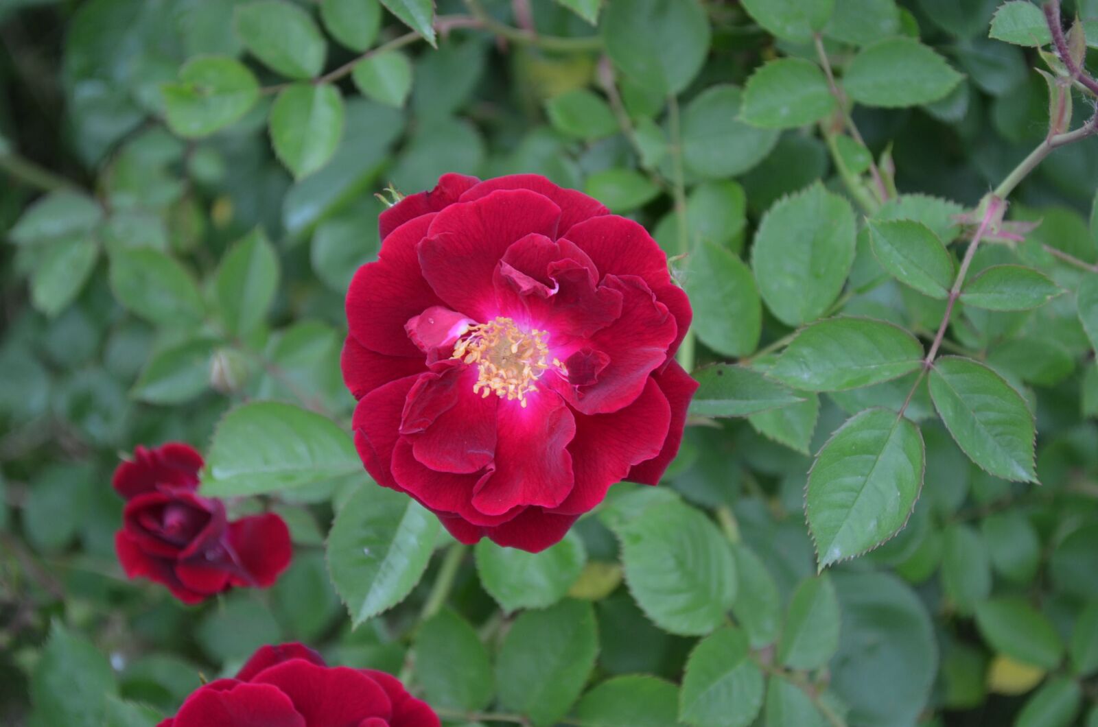 Nikon D5100 sample photo. Rose, flower, summer photography
