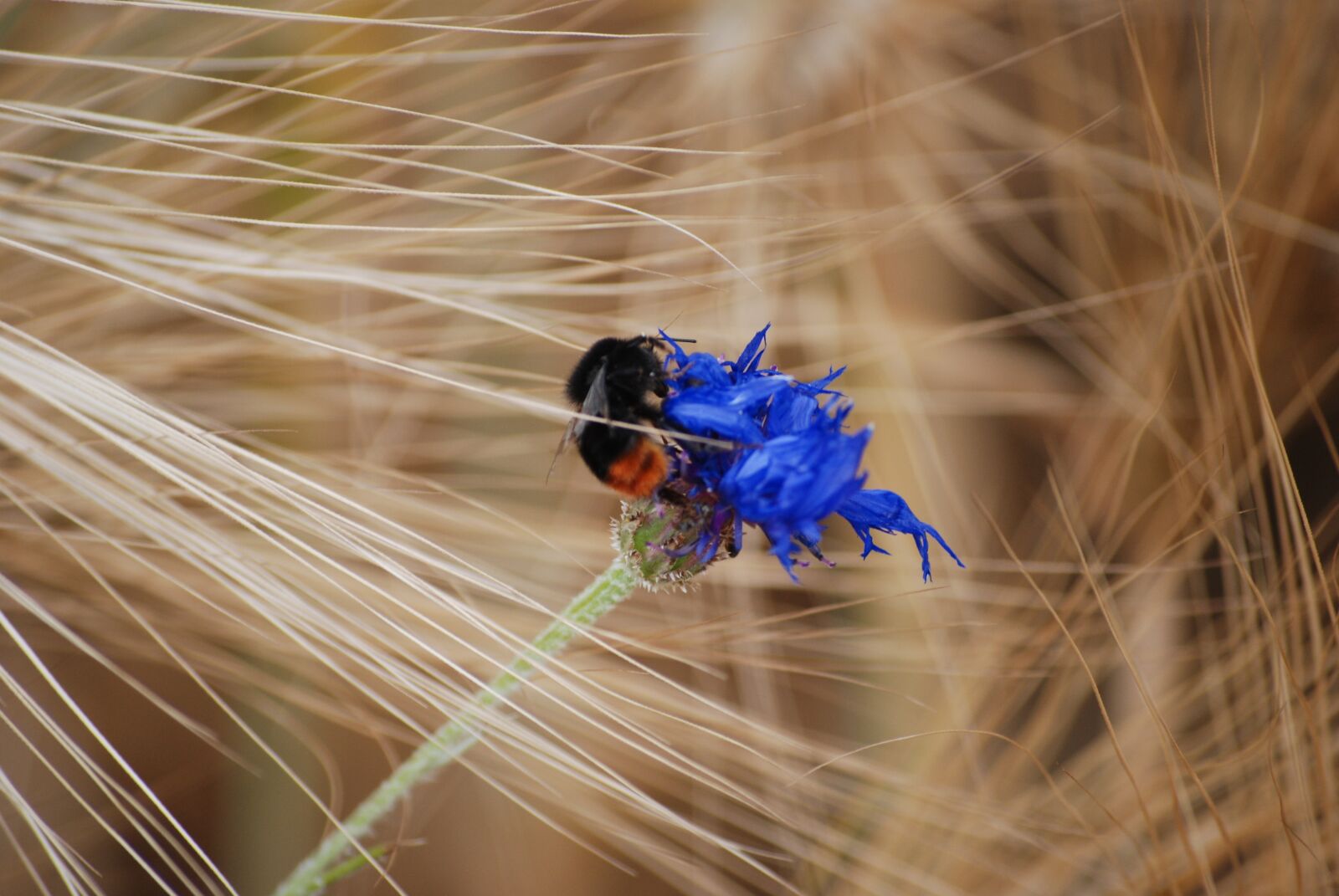 Nikon D80 sample photo. Hummel, nature, insect photography