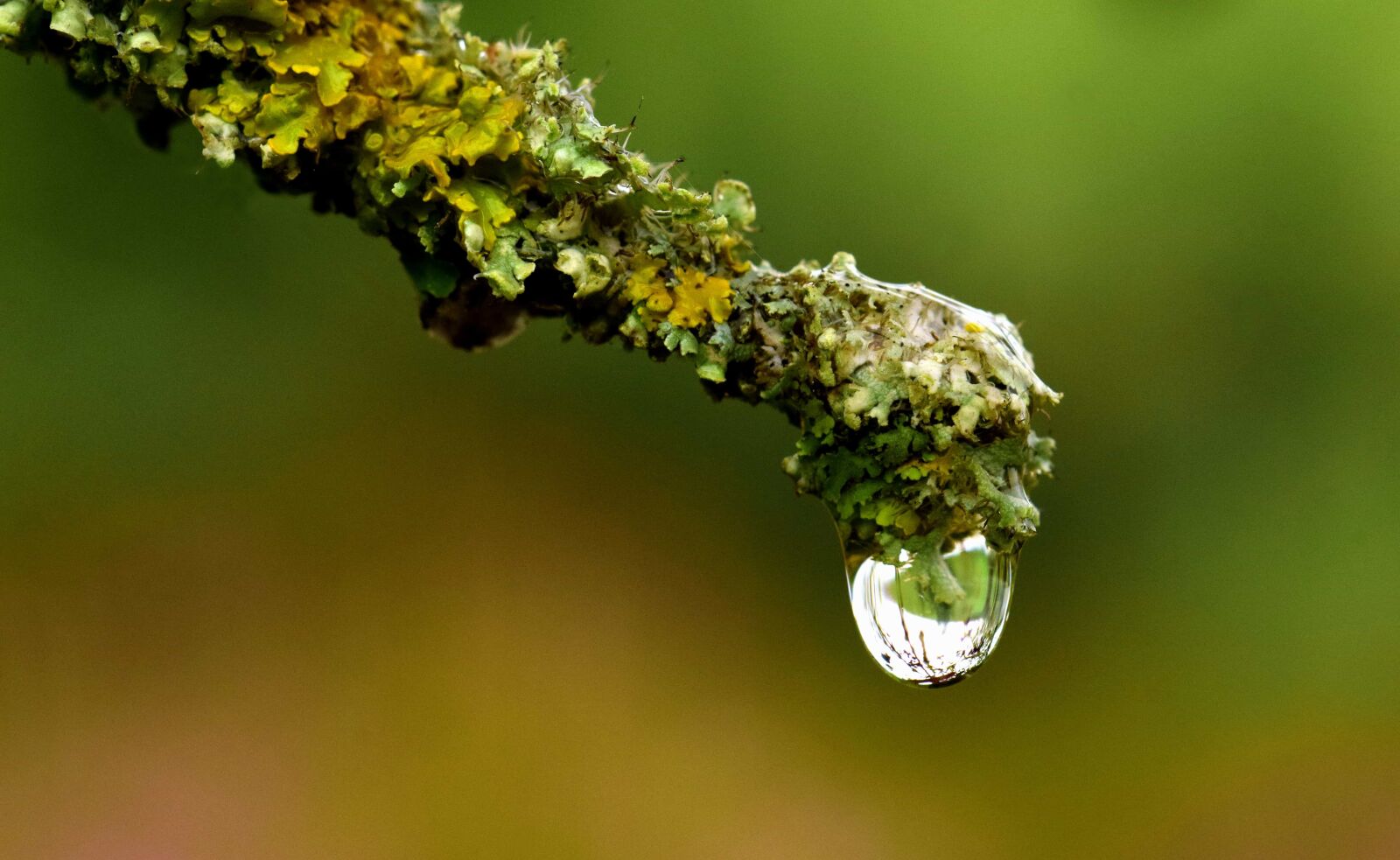 Nikon D3300 sample photo. Drop, water, liquid, nature photography