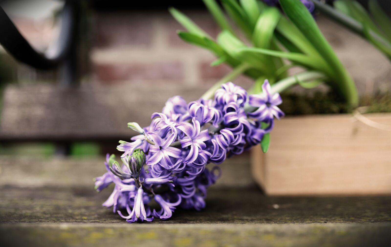 Nikon D610 sample photo. Hyacinth, spring flower, flower photography