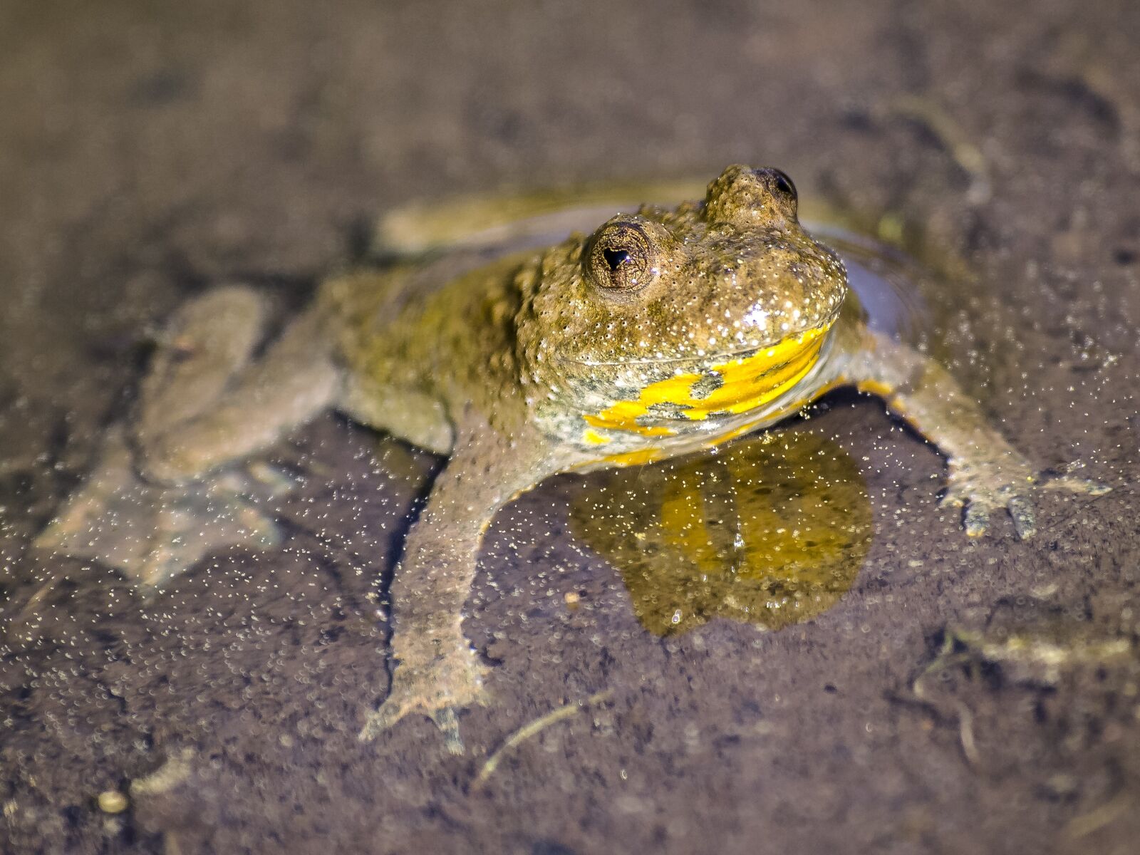 Olympus Zuiko Digital ED 70-300mm F4.0-5.6 sample photo. Yellow-bellied toad, toad, amphibians photography