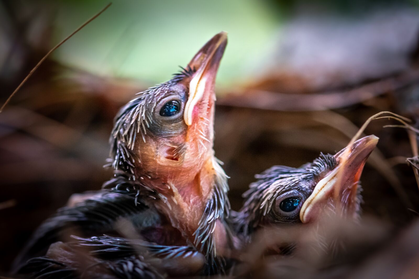Nikon D500 sample photo. Bird, chick, animal photography