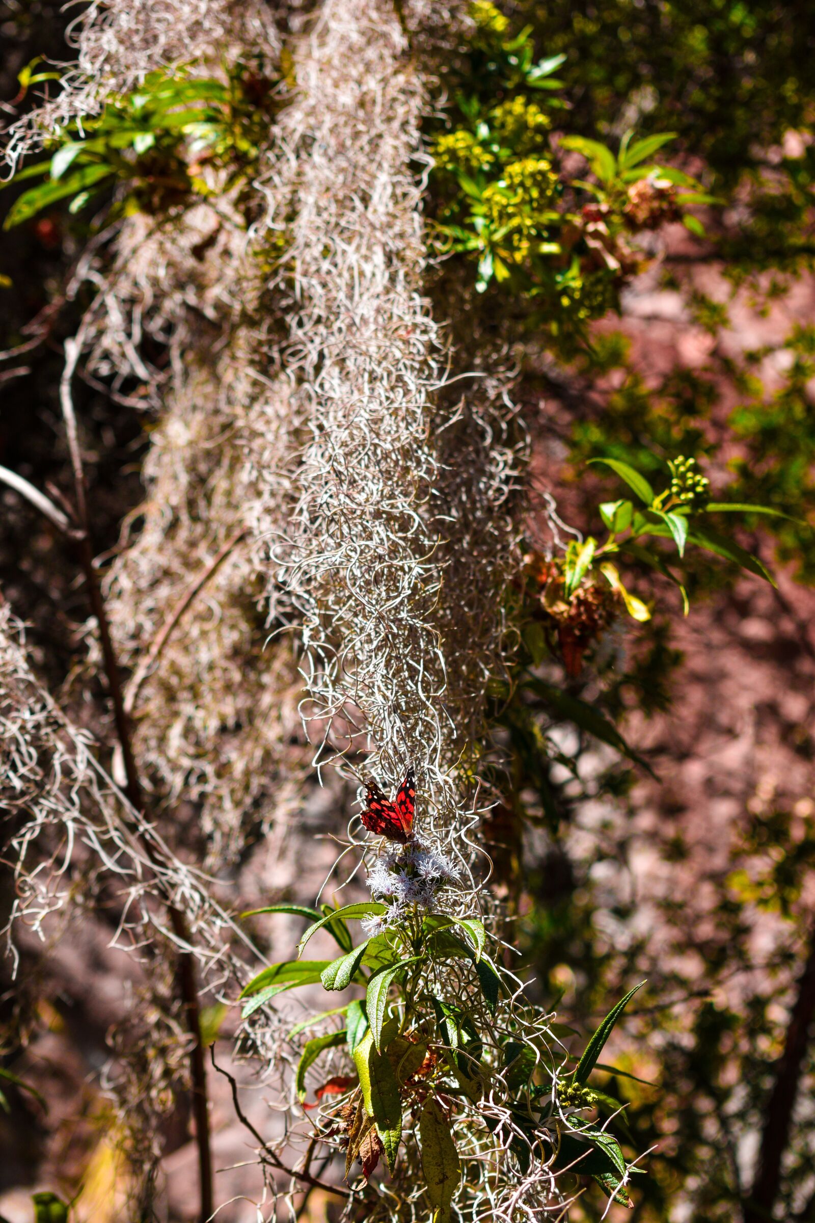 Nikon D3500 sample photo. Tree, creeper, vine photography