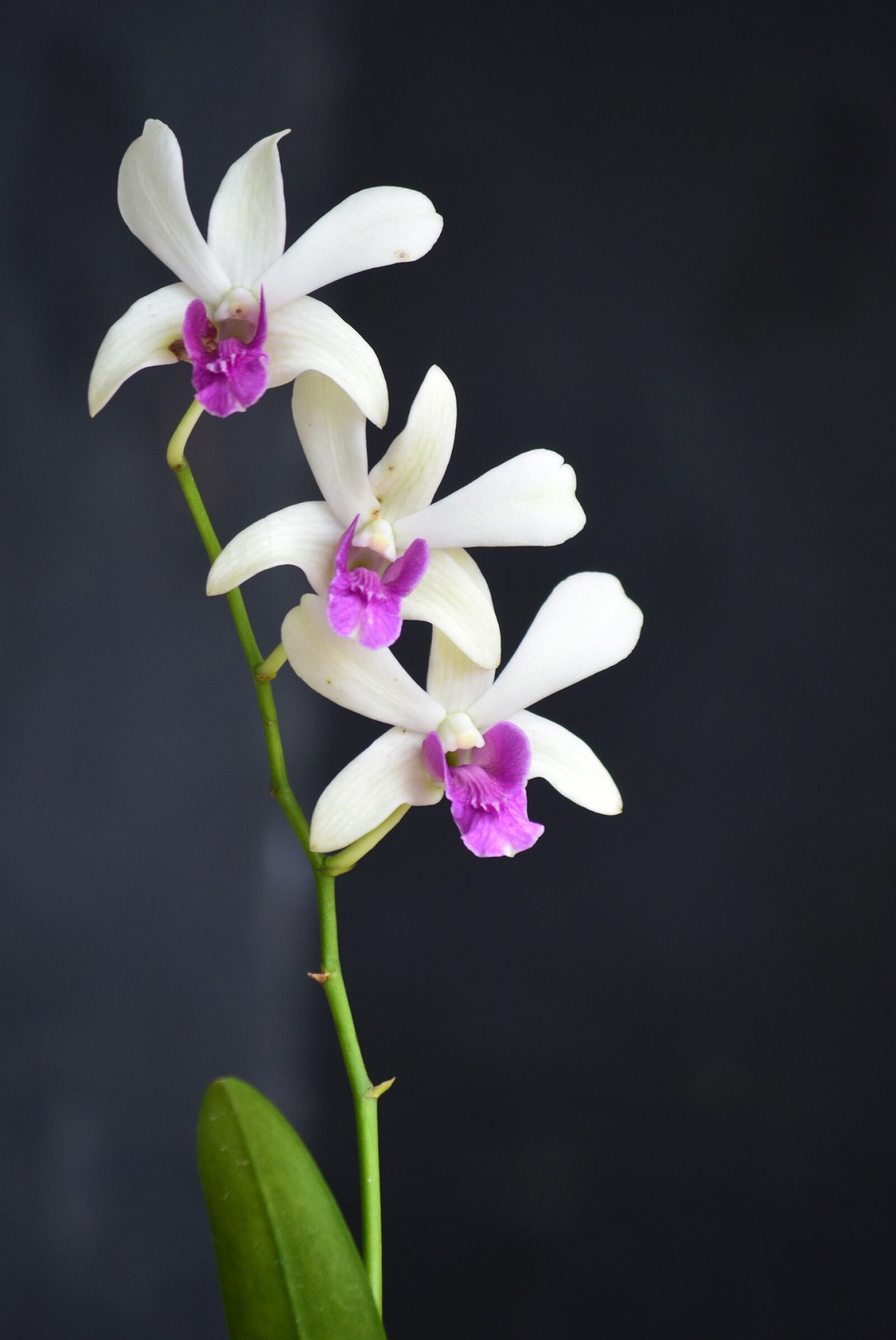 Nikon D5100 sample photo. Purple, flower, purple flowers photography