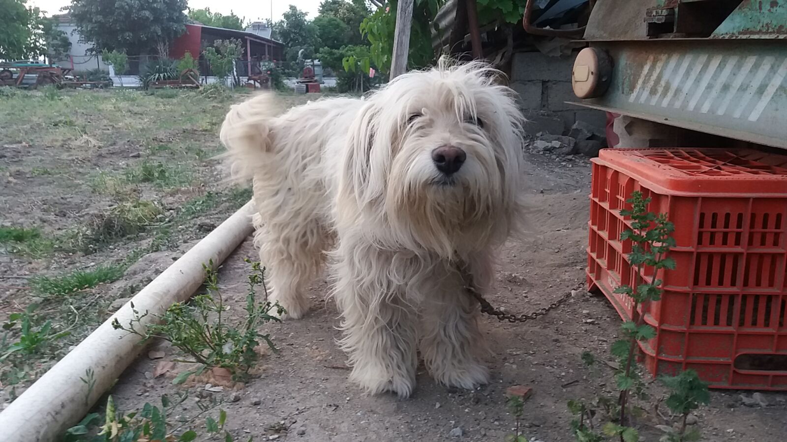 Samsung Galaxy J5 sample photo. Animals, cute, animals, dog photography