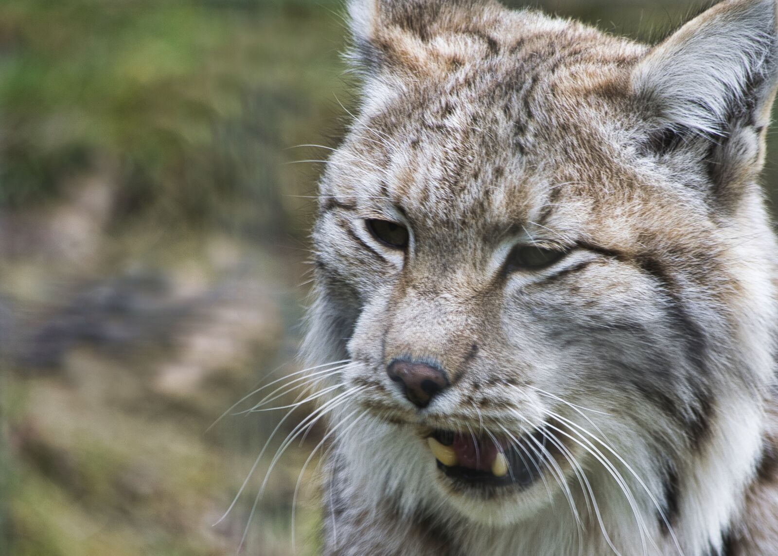 Nikon D5300 sample photo. Lynx, wildcat, cat photography