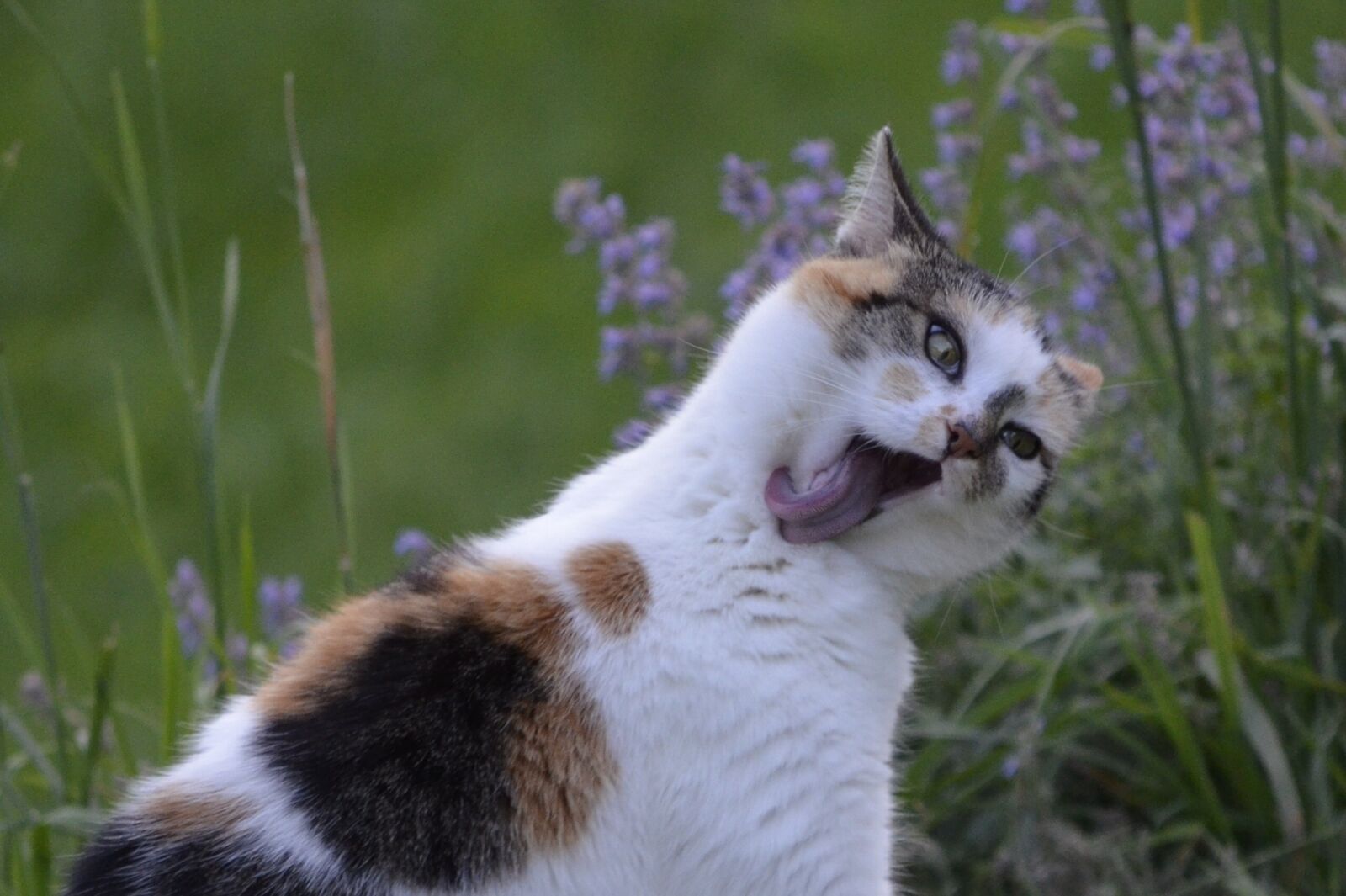Nikon D5100 sample photo. Tongue, hildegard, clean photography