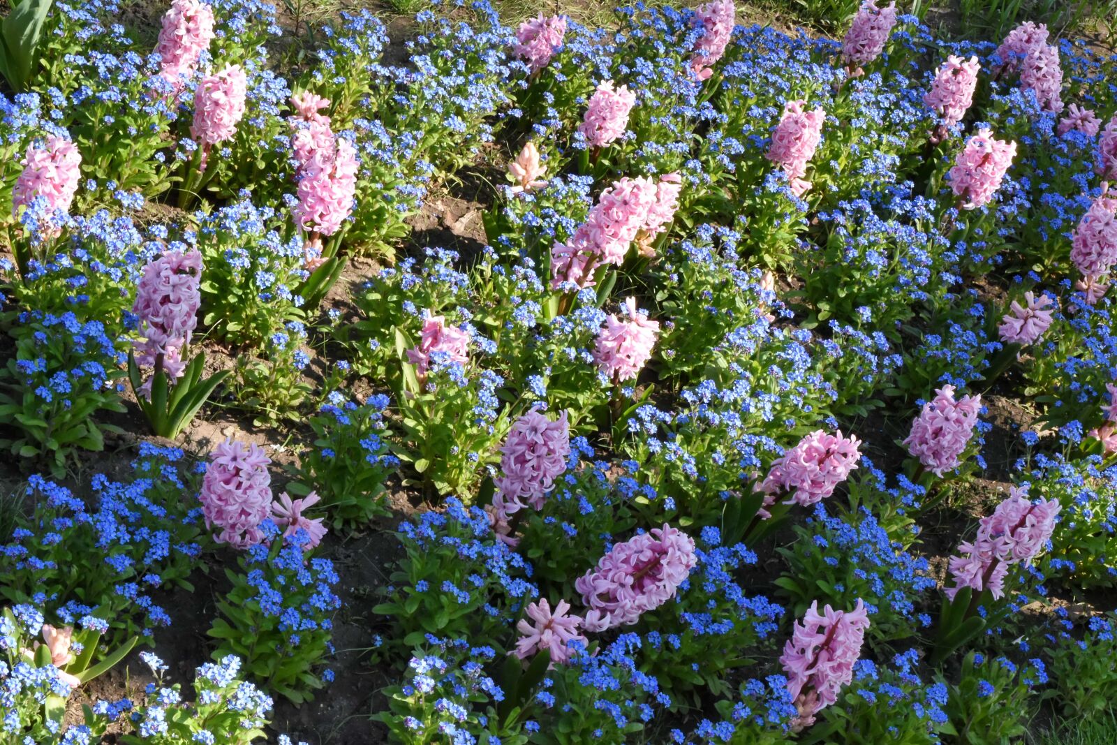 Nikon D5500 sample photo. Plant, shrub, garden, nature photography