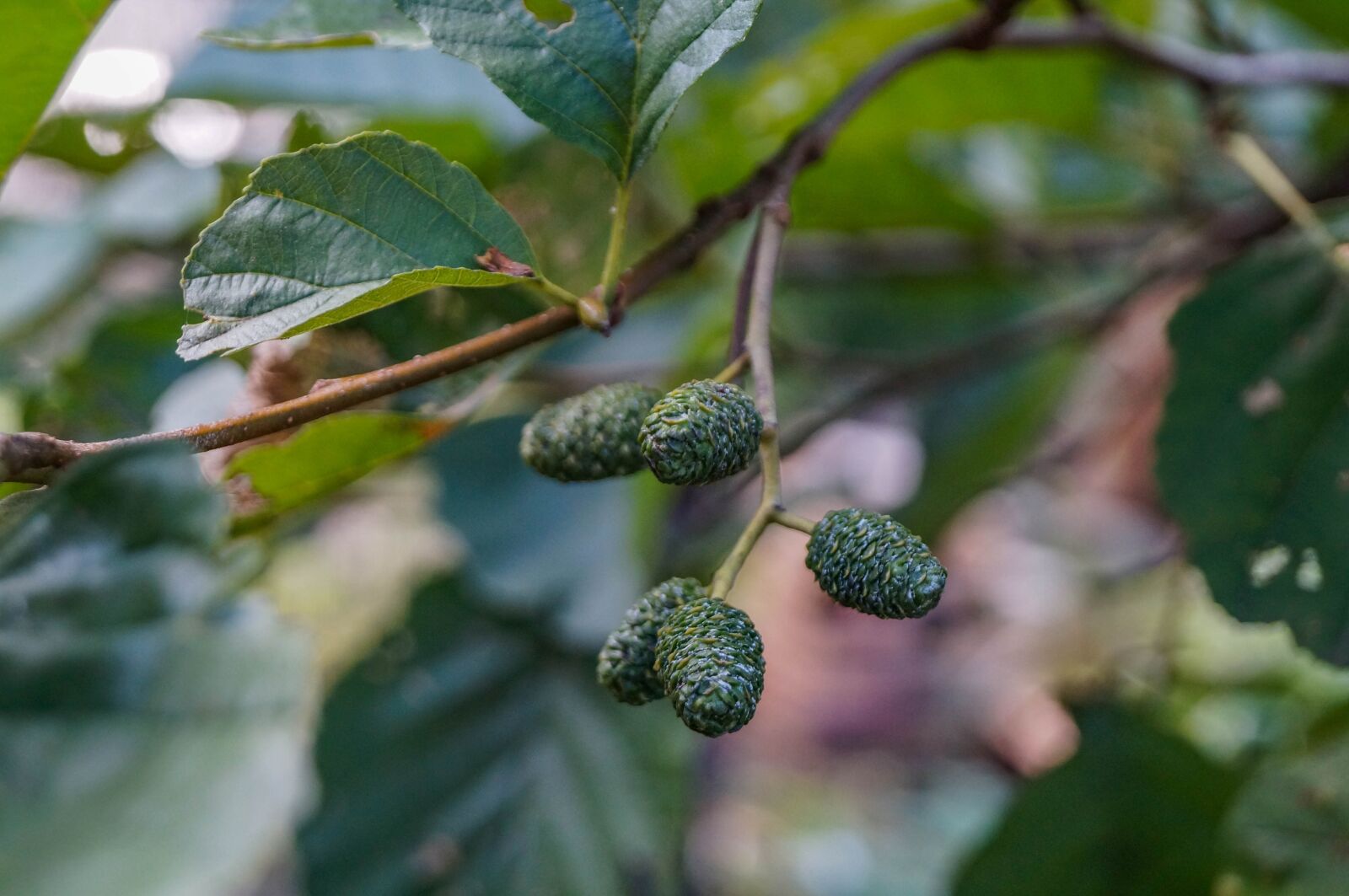 Sony SLT-A37 sample photo. Tree, alder, close up photography