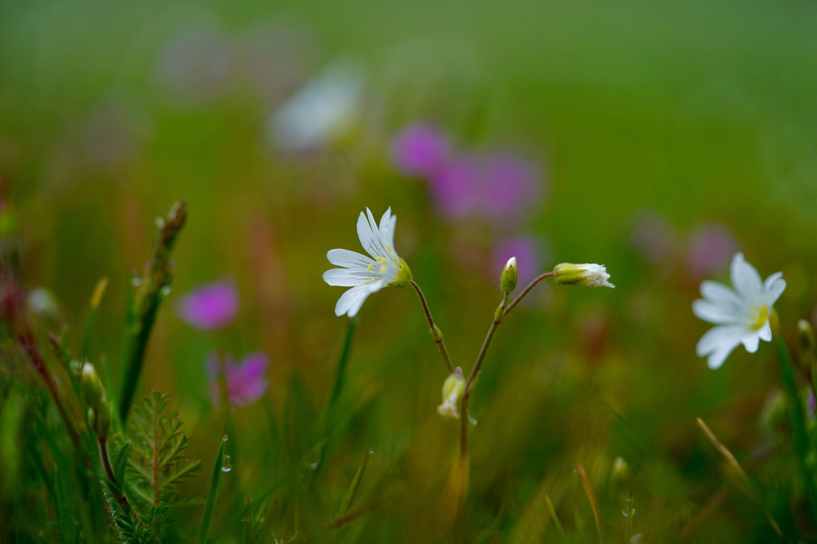 Sony a7 III sample photo. Flower, meadow, flower meadow photography