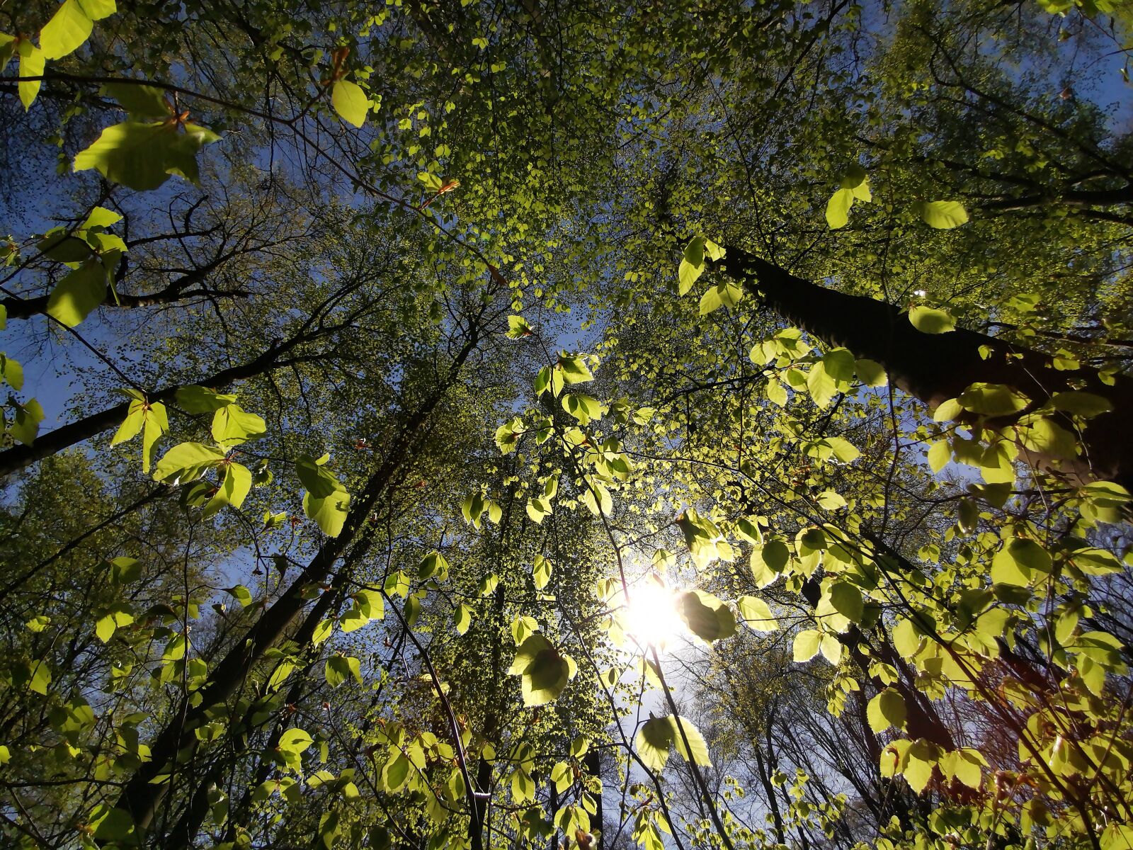 HUAWEI P30 Pro sample photo. Forest, wilderness, spring photography