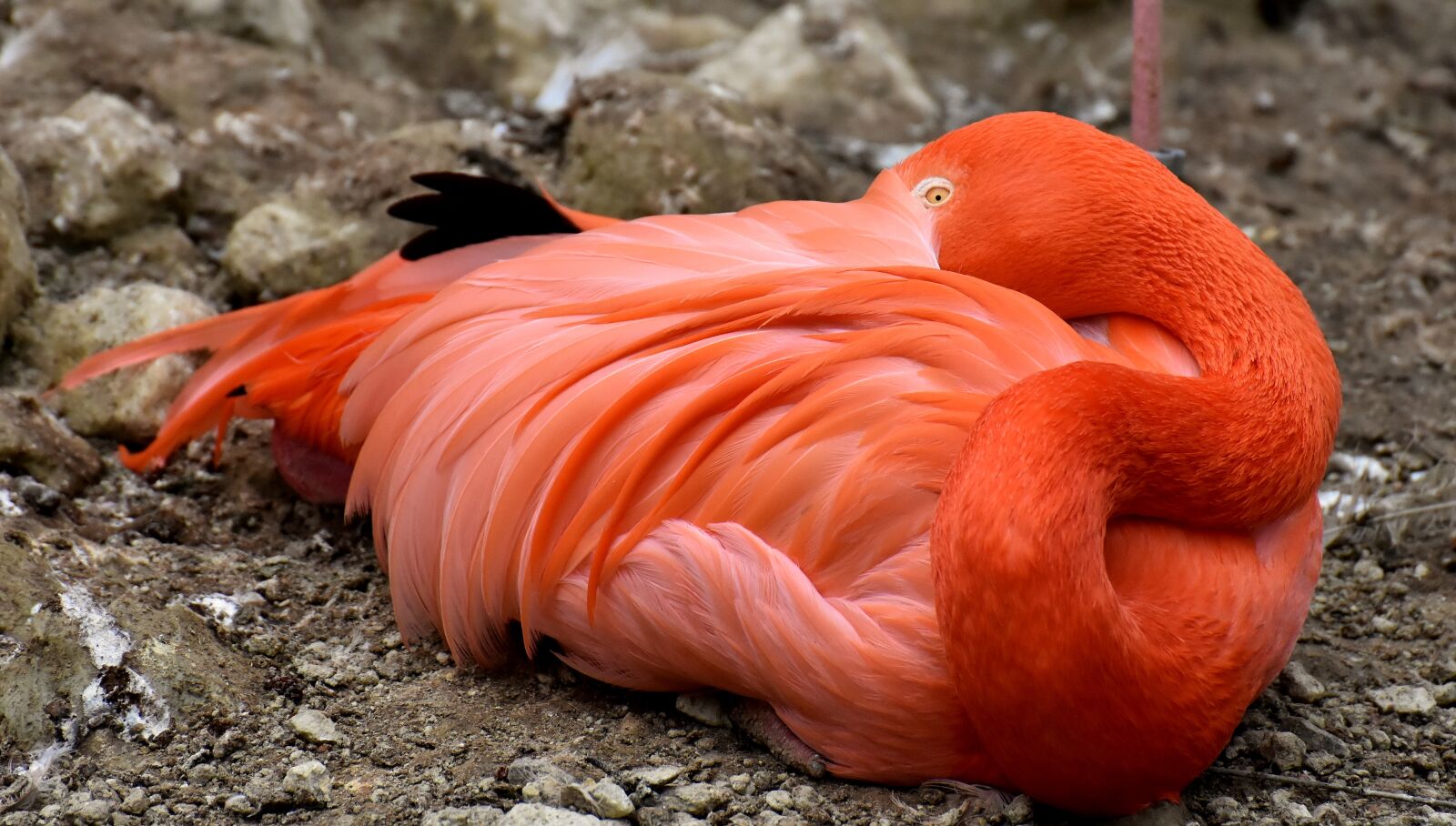 Nikon D7200 sample photo. Flamingo, bird, colorful photography
