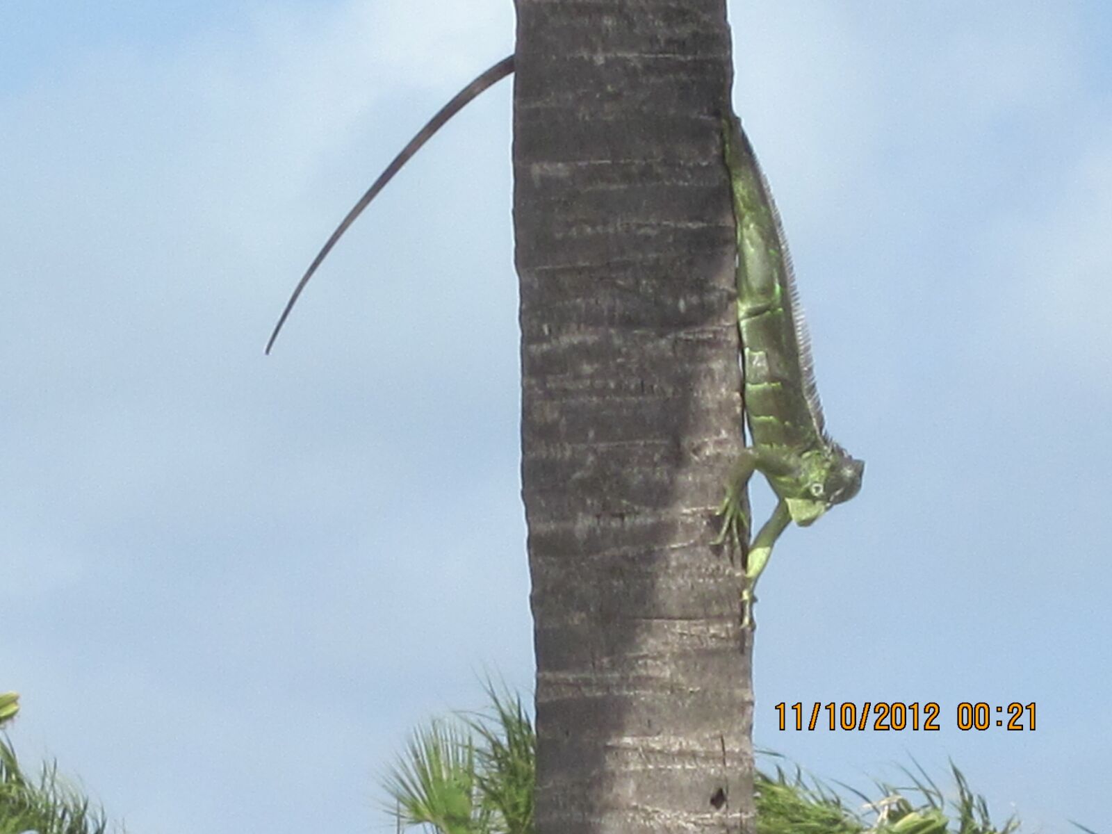 Canon PowerShot SD1300 IS (IXUS 105 / IXY 200F) sample photo. Iguana, lizard, exotic photography