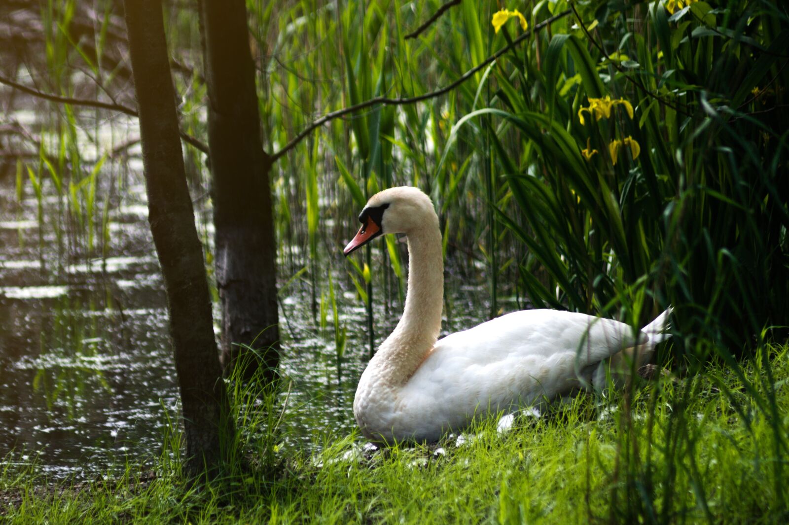 Canon EOS 400D (EOS Digital Rebel XTi / EOS Kiss Digital X) sample photo. Swan, nature, lake photography