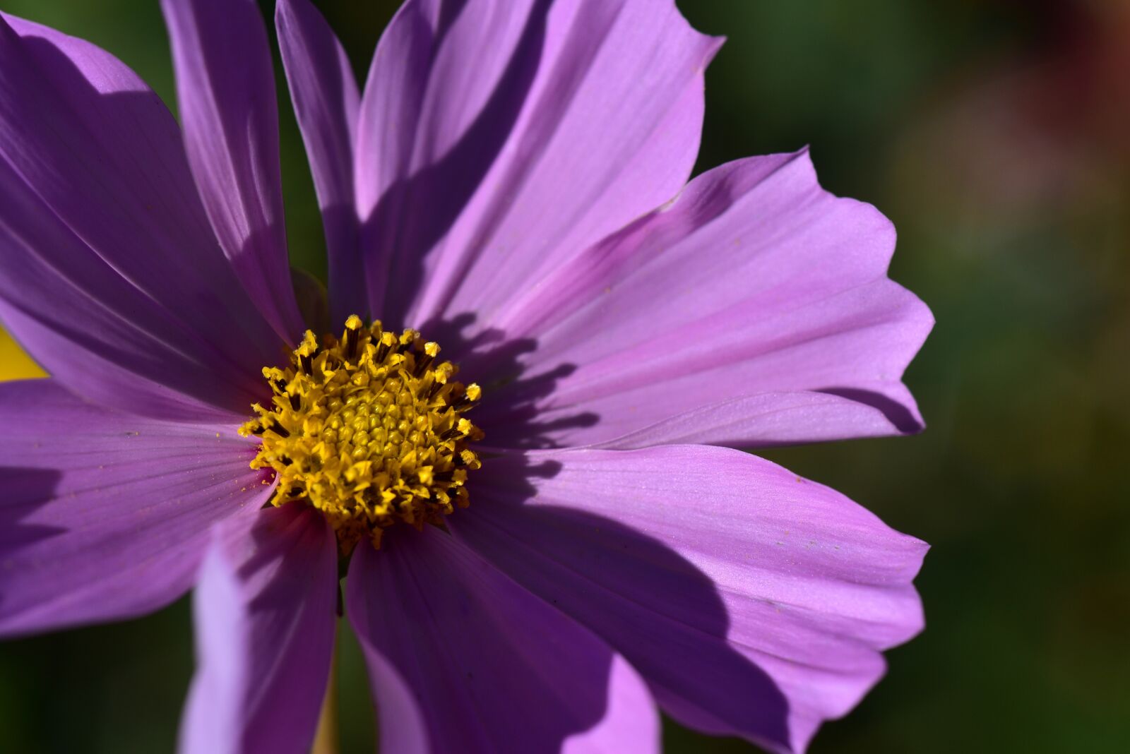 Nikon D750 sample photo. Cosmea, cosmos, blossom photography