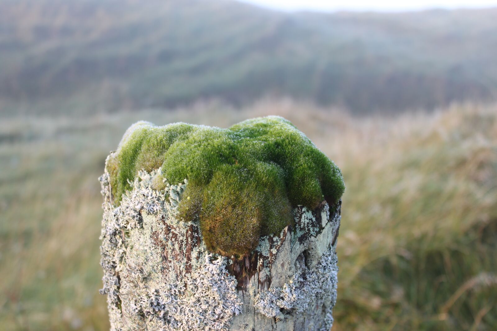 Canon EOS 500D (EOS Rebel T1i / EOS Kiss X3) sample photo. Moss, lichen, gate post photography