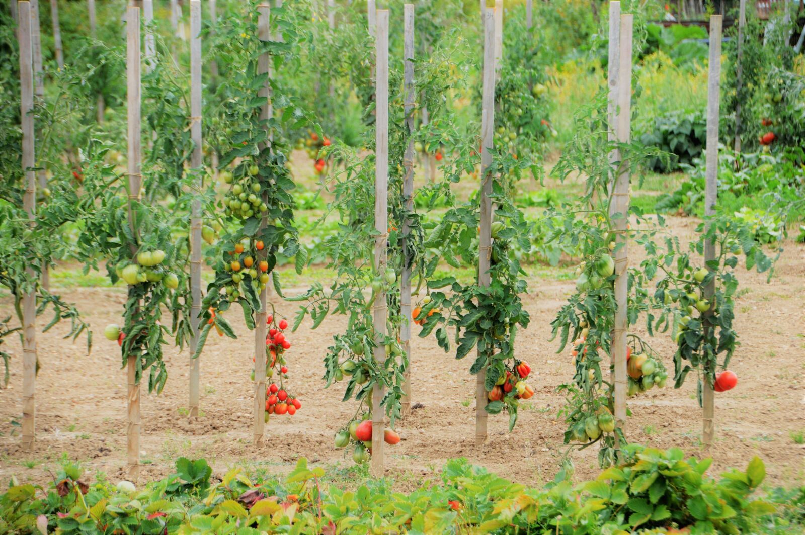 Nikon D3200 sample photo. Vegetable garden, vegetables, garden photography