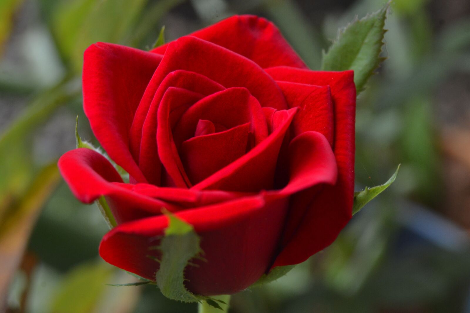 Nikon D3100 sample photo. Rose, flower, red photography