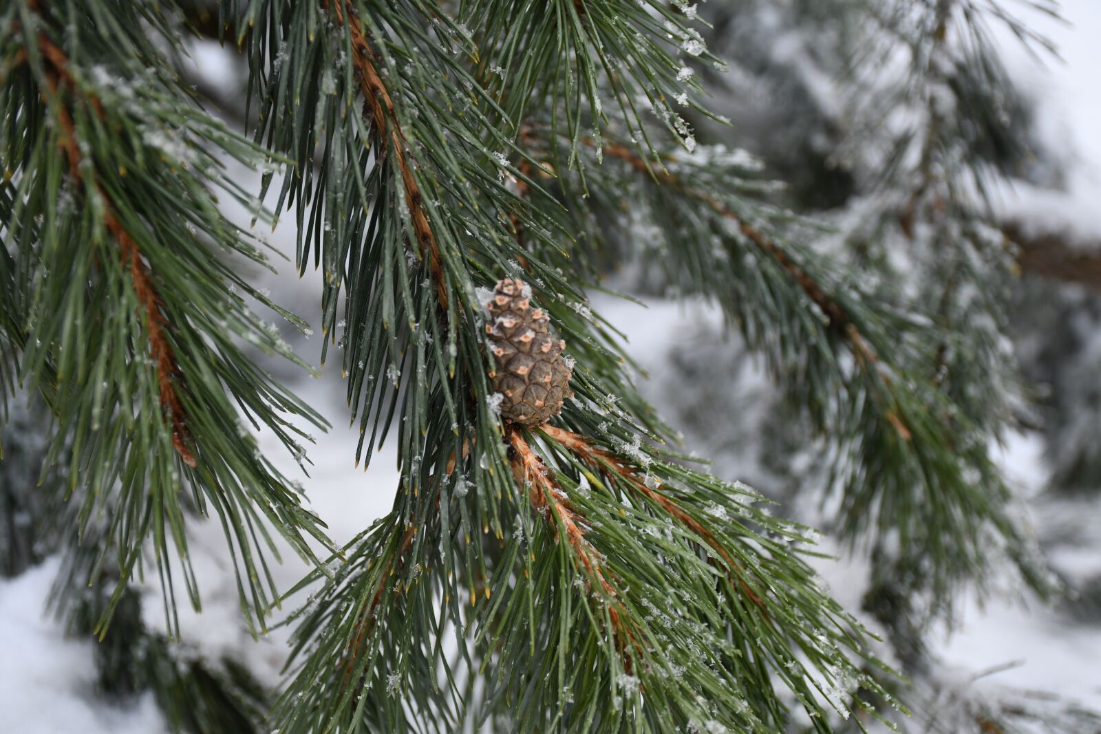 Nikon D7500 sample photo. Cone, nature, evergreen photography