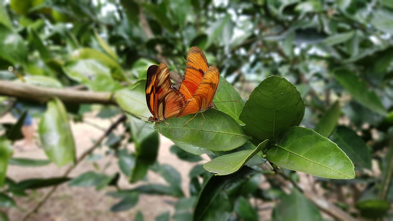 Samsung Galaxy S8+ sample photo. Nature, butterfly, mating photography