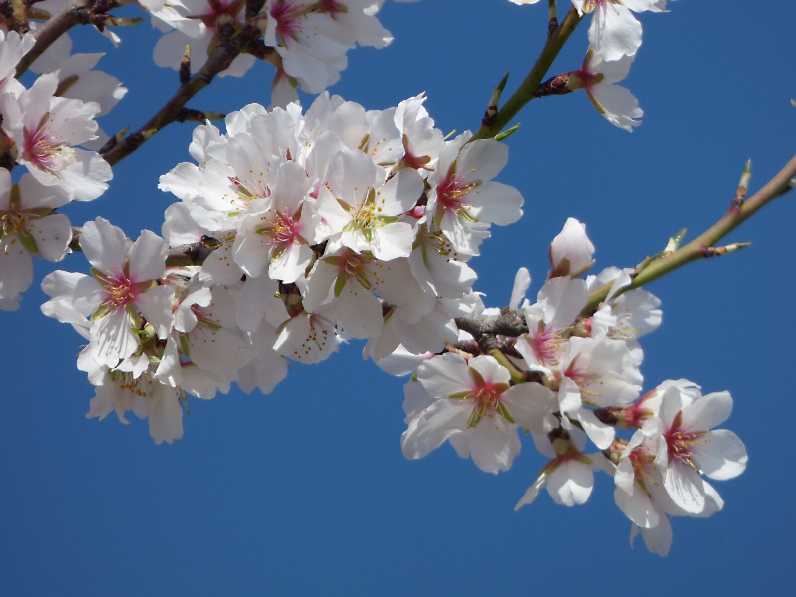 Panasonic Lumix DMC-FZ70 sample photo. Almond flower, almond tree photography