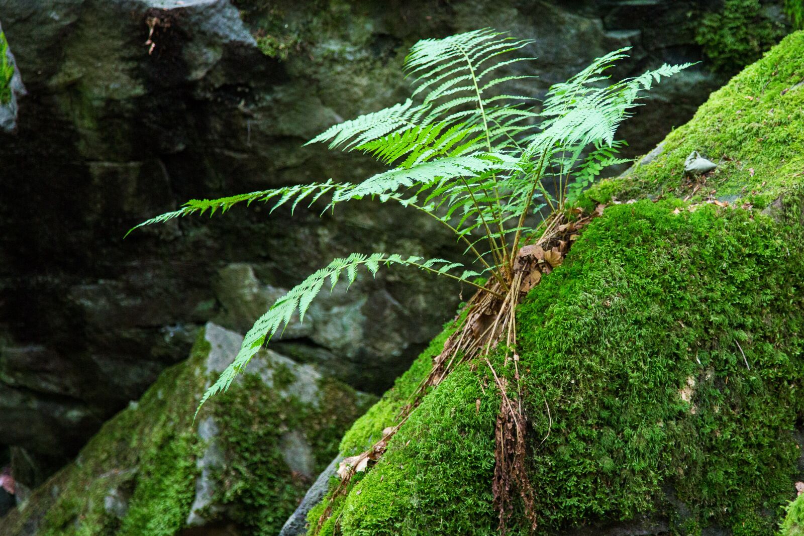 Canon EF 24-105mm F4L IS USM sample photo. Fern, forest, moss photography