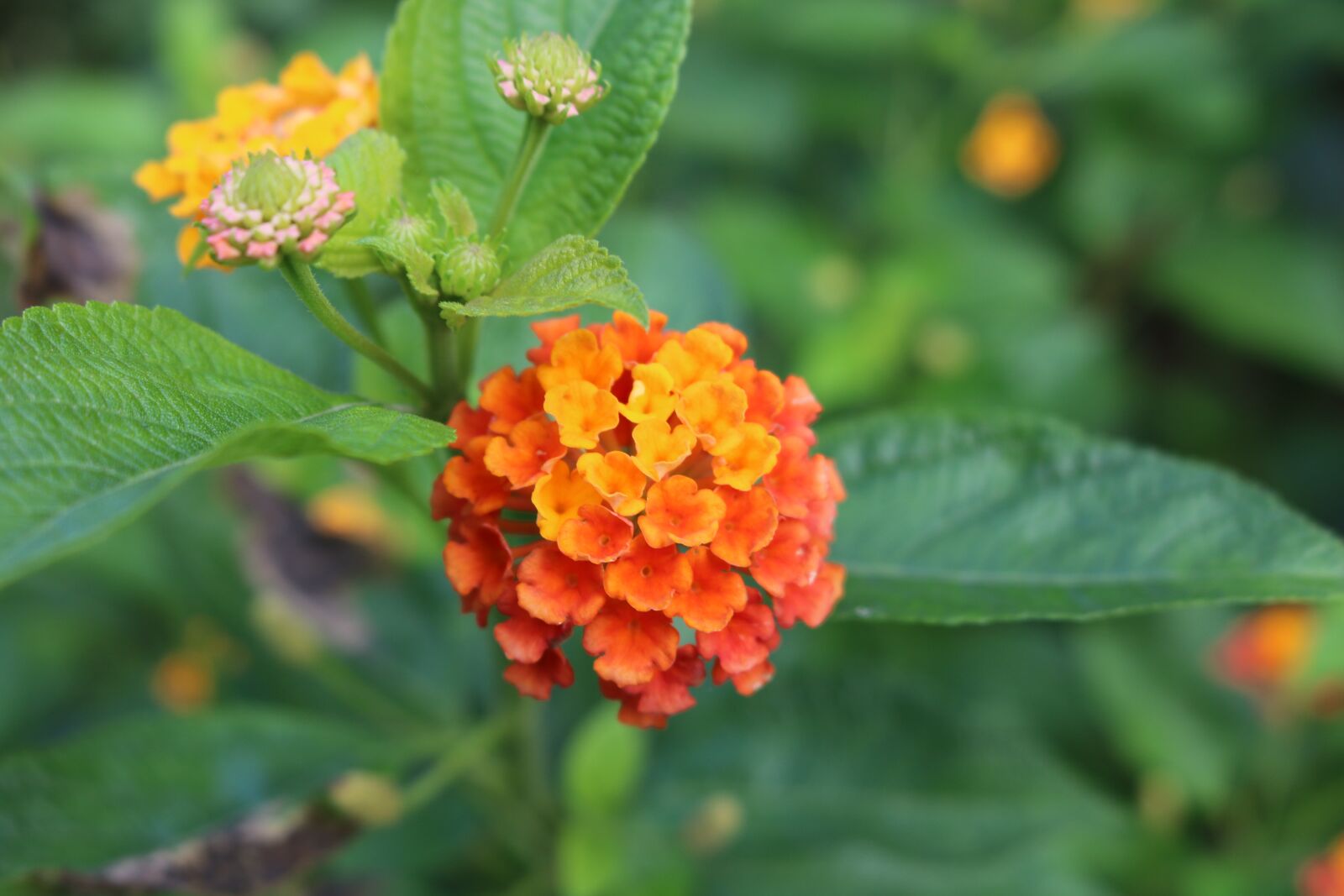 Canon EOS 750D (EOS Rebel T6i / EOS Kiss X8i) sample photo. Flowers, nature, greenery photography