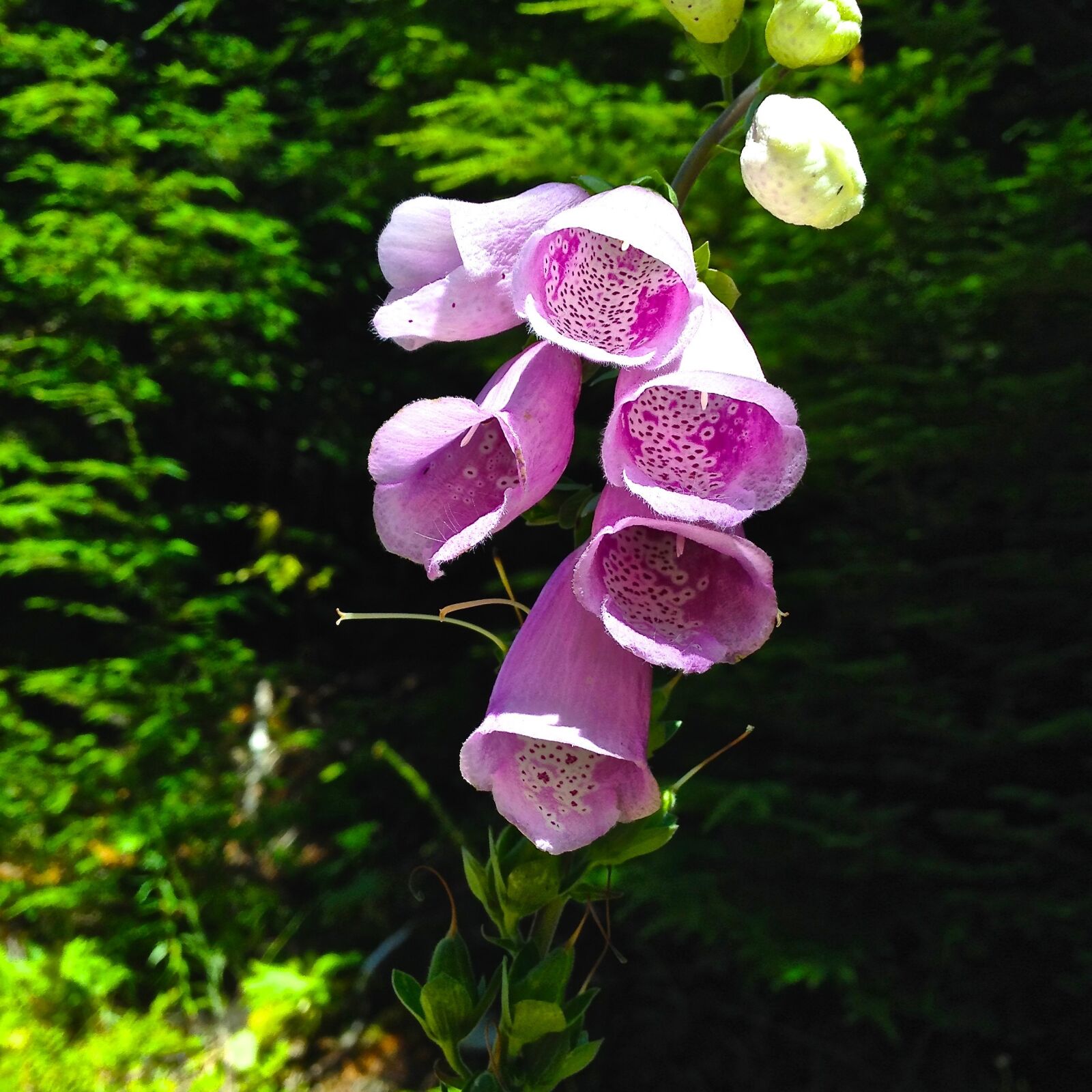 iPhone 4S back camera 4.28mm f/2.4 sample photo. Foxglove, flower, digitalis photography