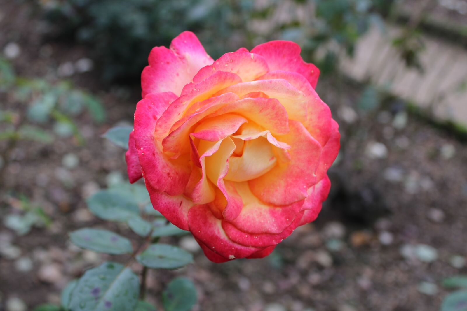Canon EOS 2000D (EOS Rebel T7 / EOS Kiss X90 / EOS 1500D) sample photo. Rose, flower, blossom photography