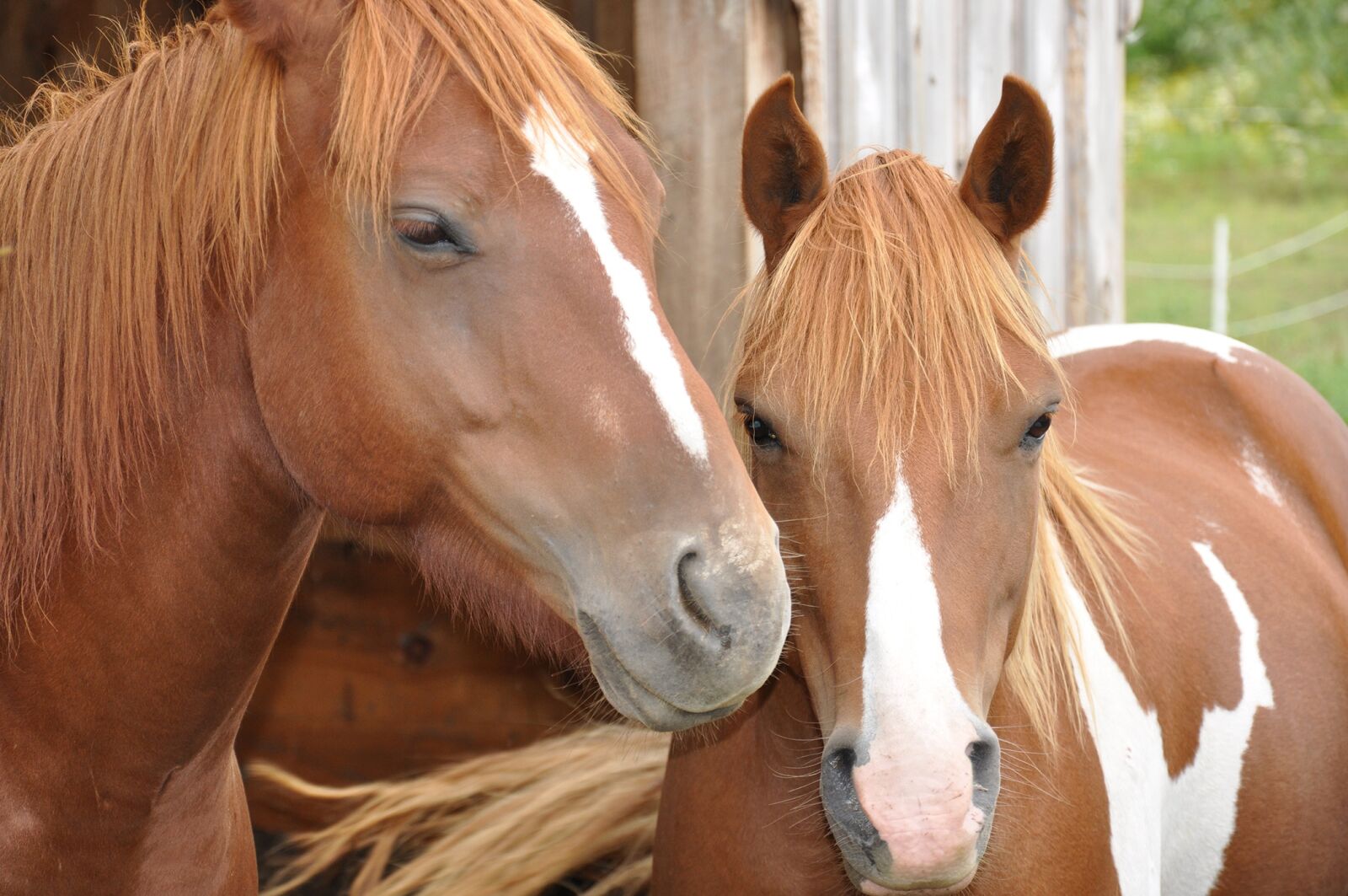 Nikon D90 sample photo. Horses, mother, daughter photography