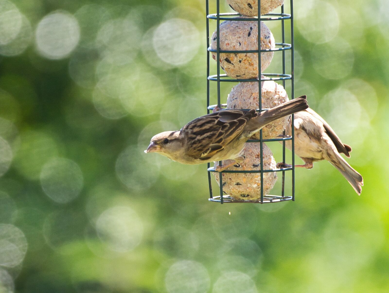Nikon D7100 sample photo. Birds, feeding, feeder photography