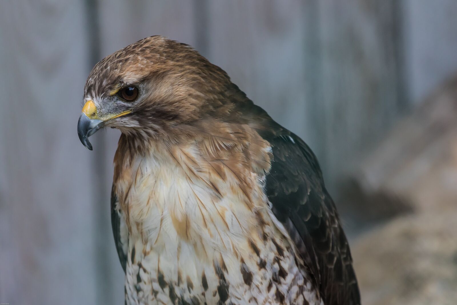 Canon EOS 7D Mark II sample photo. Falcon, bird of prey photography