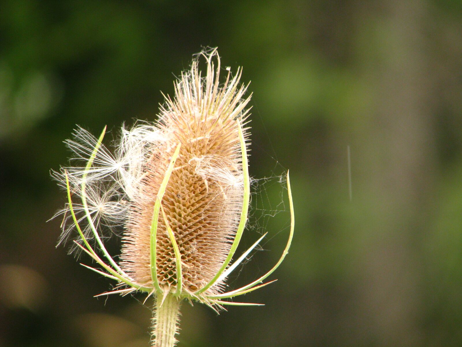 Canon POWERSHOT S5 IS sample photo. Weed, seeds, flora photography