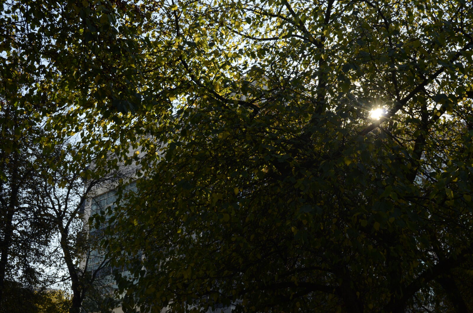Nikon D5100 sample photo