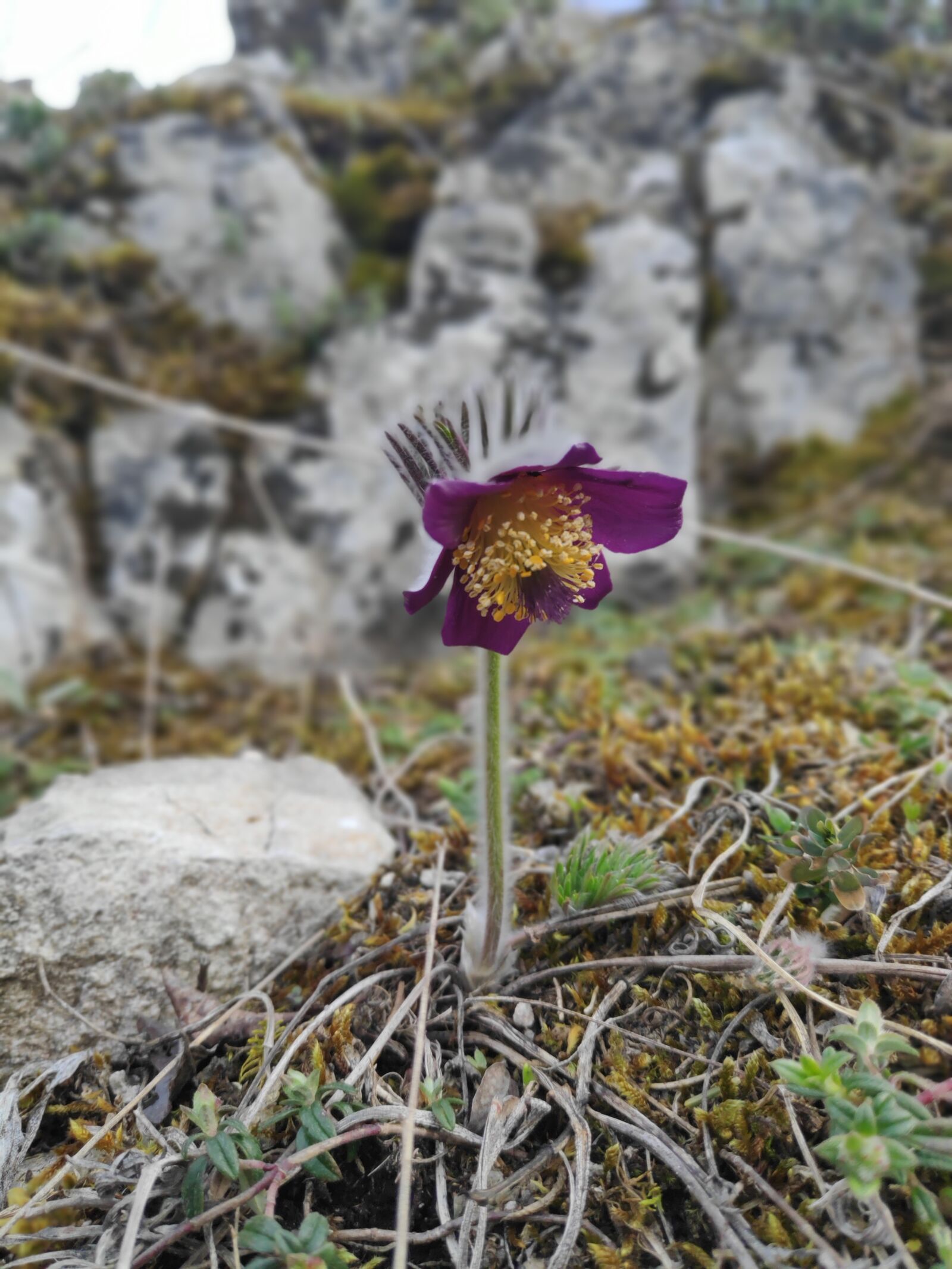 Xiaomi POCO F1 sample photo. Flower, rock, gentian photography